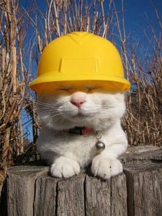 cat with hard hat