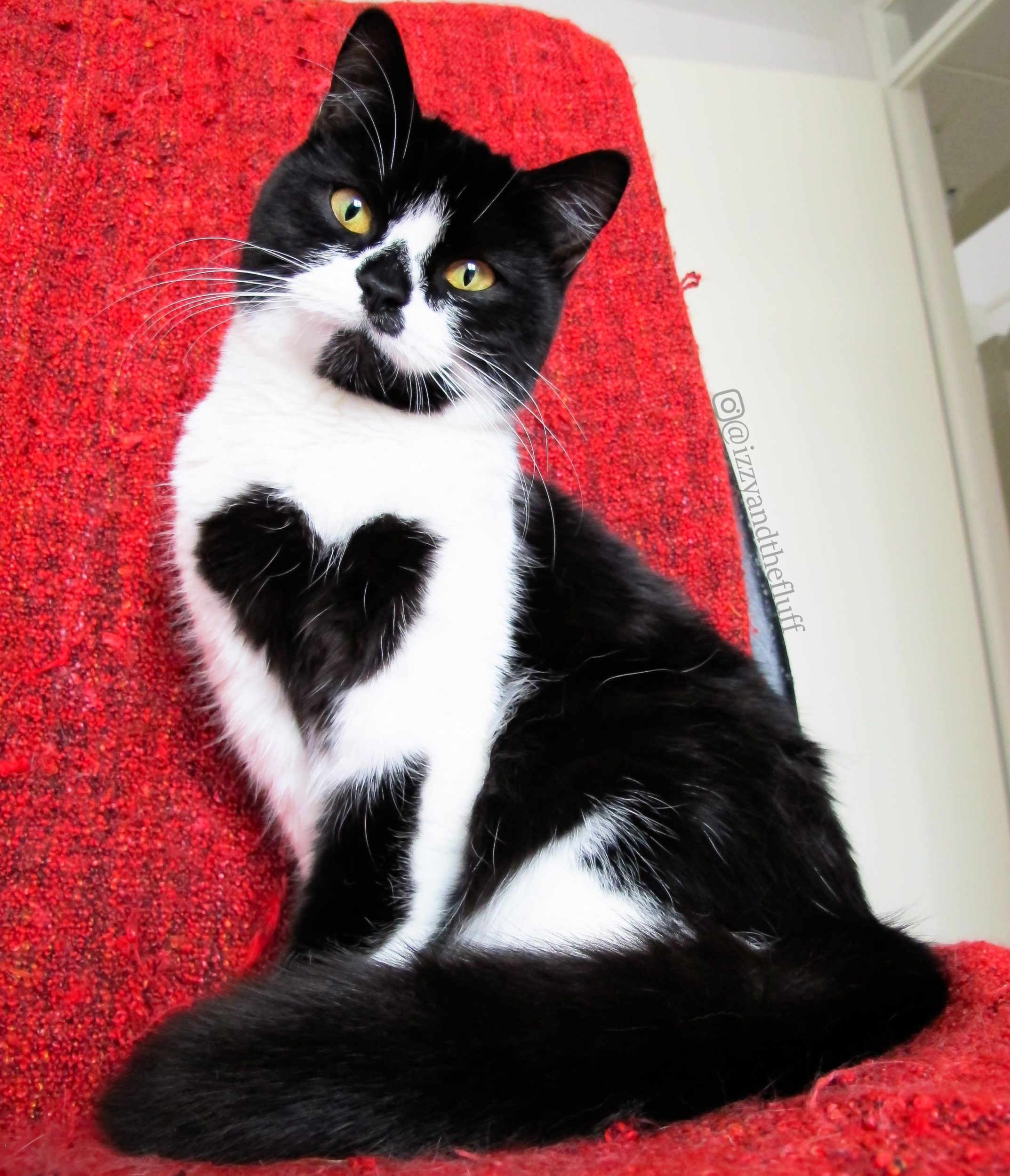 cat with heart pattern on fur