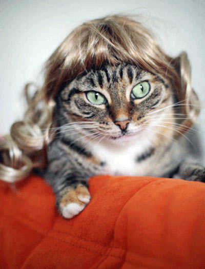cat with blonde wig