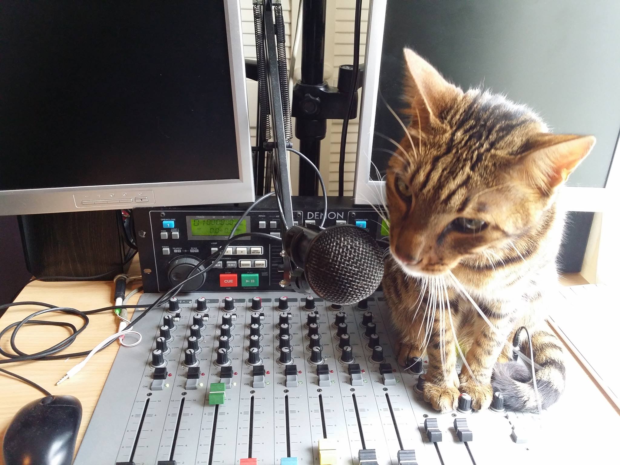 cat sitting on radio board next to microphone
