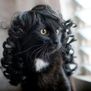 cat with long curly haired wig