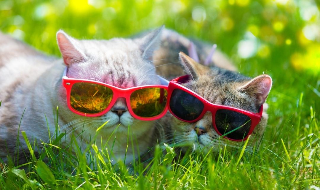 two cats with red sunglasses on