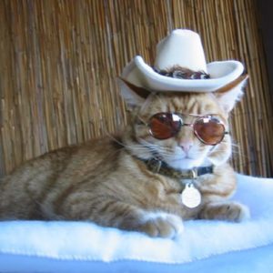 cat wearing a cowboy cat and sunglasses