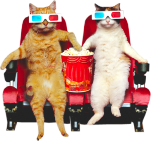 cats in a movie theatre
