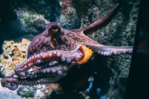 underwater octopus