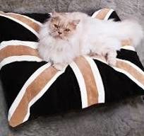 fully white cat sitting on top of a union jack pillow